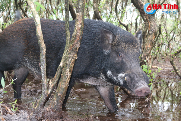 video xem dan lon rung hon 100 con trong dam lay sa mac o ha tinh