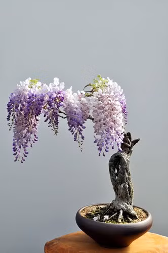 ngam 10 chau bonsai dep nhat the gioi