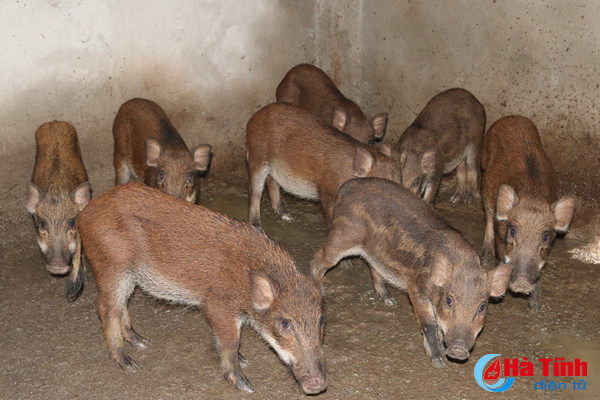 video xem dan lon rung hon 100 con trong dam lay sa mac o ha tinh