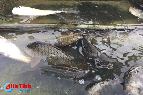 san loc troi tren dong nuoc lu