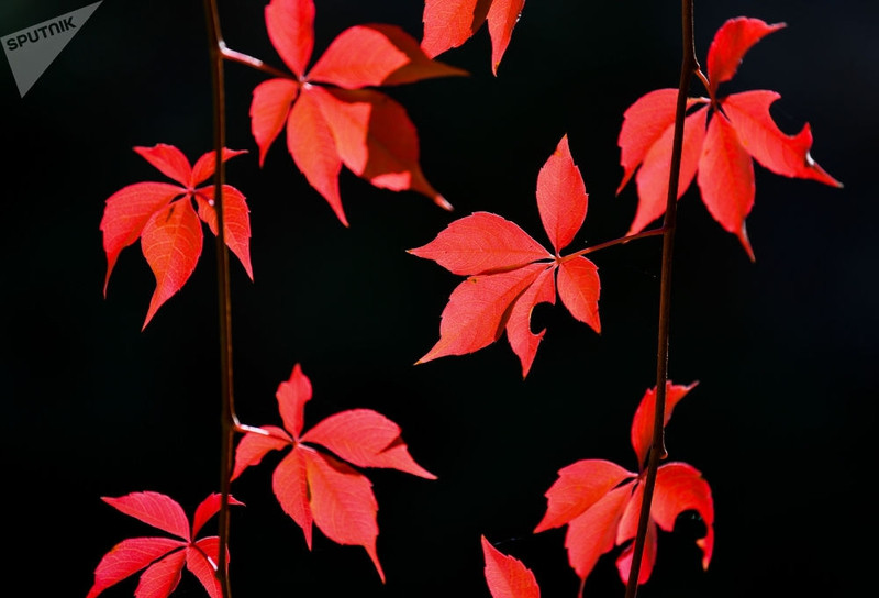 sac mau mua thu khap noi tren the gioi