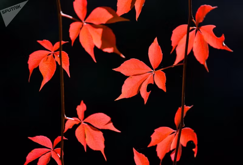 sac mau mua thu khap noi tren the gioi