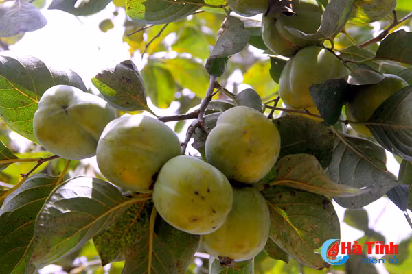 photo mua hong chin o thach dai niu buoc chan qua