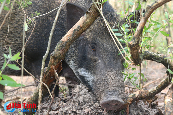 video xem dan lon rung hon 100 con trong dam lay sa mac o ha tinh