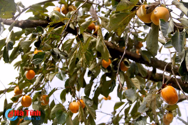 photo mua hong chin o thach dai niu buoc chan qua