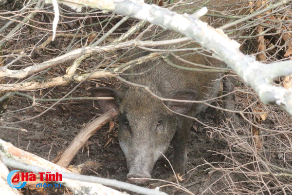 video xem dan lon rung hon 100 con trong dam lay sa mac o ha tinh