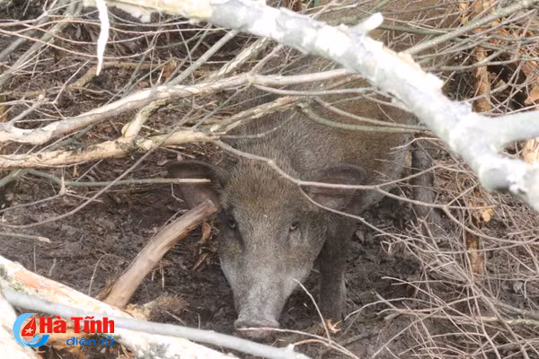 video xem dan lon rung hon 100 con trong dam lay sa mac o ha tinh