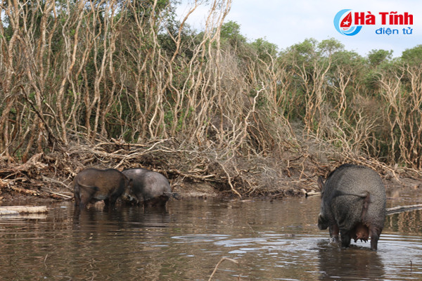 video xem dan lon rung hon 100 con trong dam lay sa mac o ha tinh