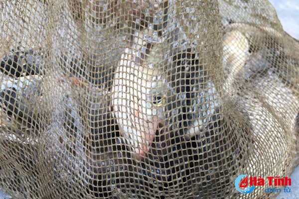 san loc troi tren dong nuoc lu