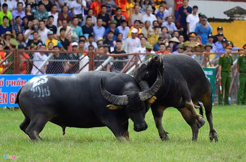 trau choi do son bi huc chet khi vua xung tran