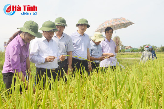 bi thu tinh uy tham dong ngay cuoi tuan chi dao san xuat giong lua
