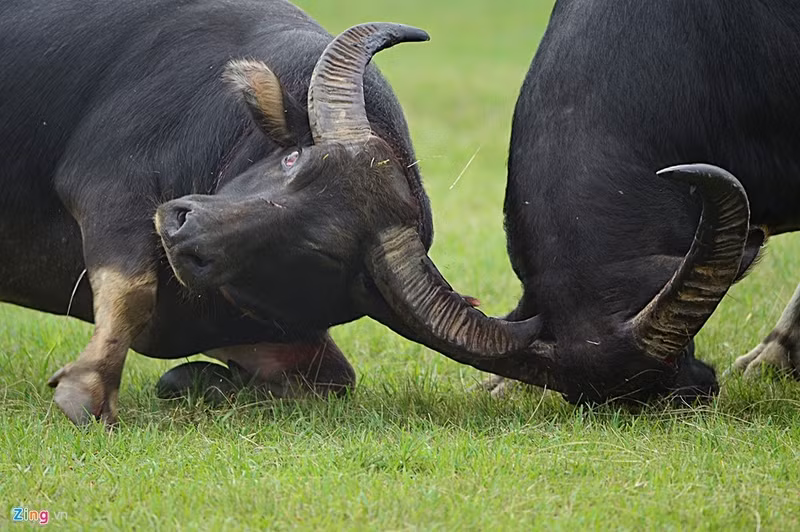 trau choi do son bi huc chet khi vua xung tran