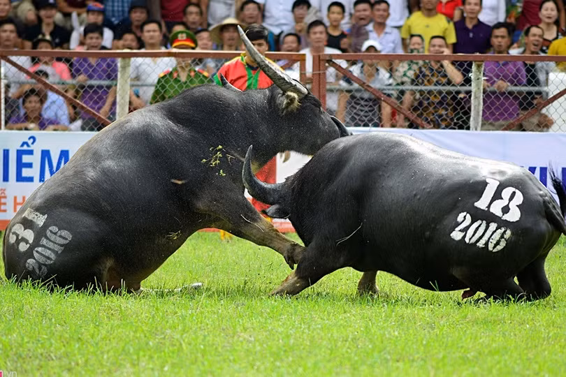 trau choi do son bi huc chet khi vua xung tran
