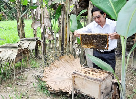 Ngoài hươu, ông Lài còn một đam mê là nuôi ong mật