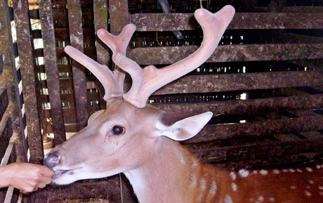 Năm 2010, anh Trần Quý Huy cắt 2 lần nhung trên một con hươu, điều hiếm gặp trong nghề nuôi hươu ở Hương Sơn