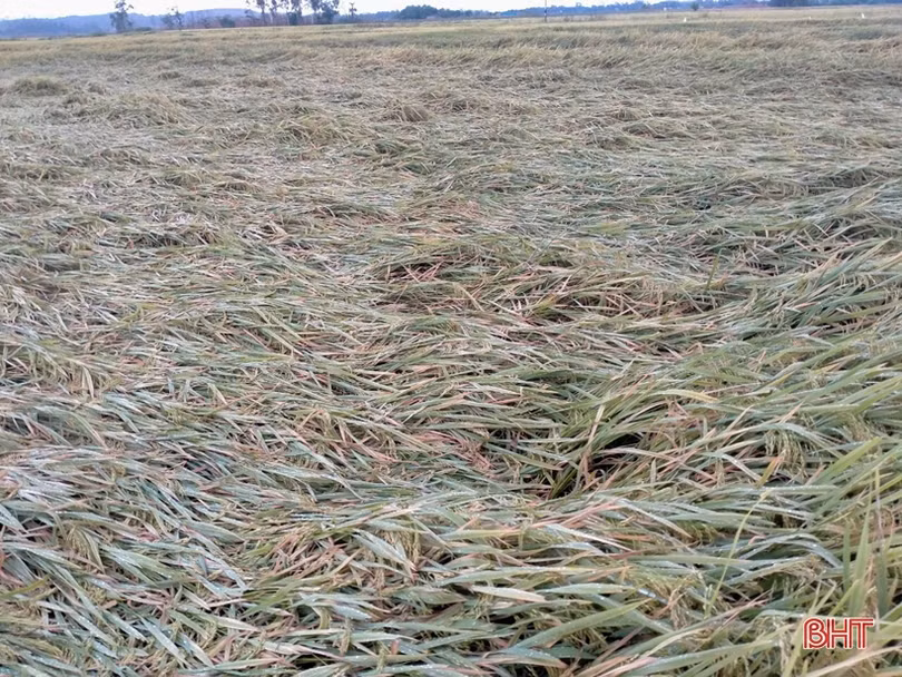  Hàng trăm ha lúa xuân ở Hà Tĩnh đổ ngã trước ngày thu hoạch