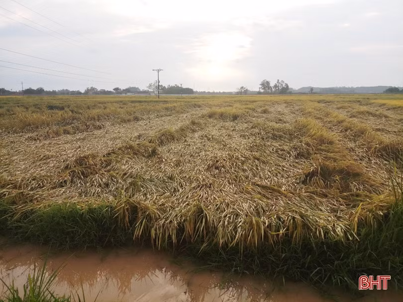  Hàng trăm ha lúa xuân ở Hà Tĩnh đổ ngã trước ngày thu hoạch