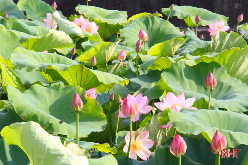 Hà Tĩnh rực rỡ mùa sen mừng sinh nhật Bác