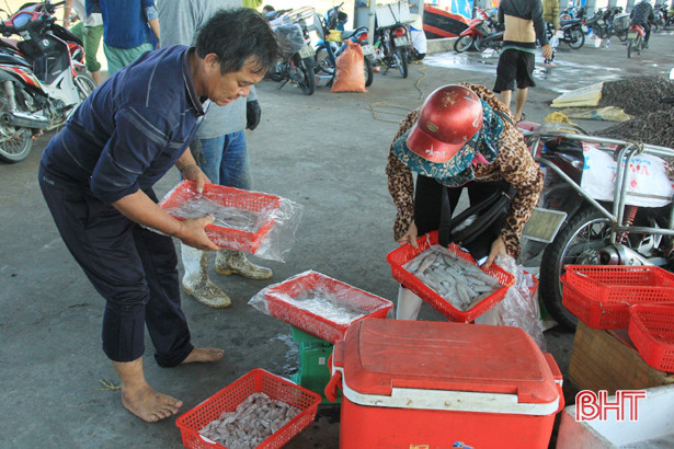Mực được mùa được giá, ngư dân cửa biển Hà Tĩnh vui như hội