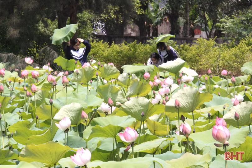 Hà Tĩnh rực rỡ mùa sen mừng sinh nhật Bác