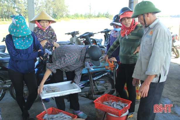 Mực được mùa được giá, ngư dân cửa biển Hà Tĩnh vui như hội