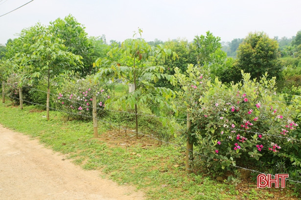 Đẹp, lạ những tuyến hàng rào hoa sim ở xã miền núi Hà Tĩnh