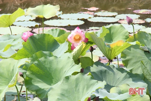 Bác Hồ - Người đã thay đổi đời tôi