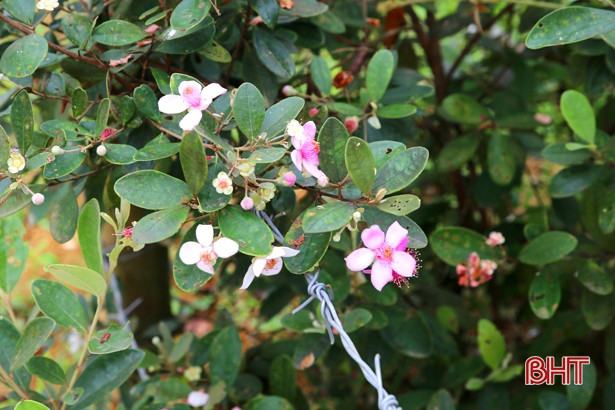 Đẹp, lạ những tuyến hàng rào hoa sim ở xã miền núi Hà Tĩnh