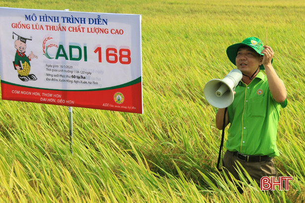 Giống lúa ADI 168 đạt năng suất 67 tạ/ha trên đất Nghi Xuân