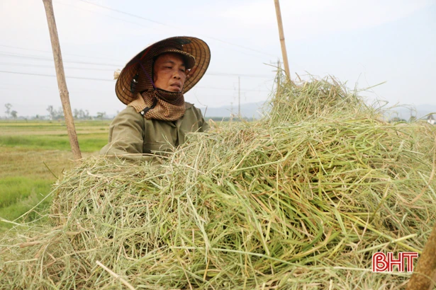 Nông dân Hà Tĩnh thu rơm, dọn ruộng, khởi động sớm vụ hè thu