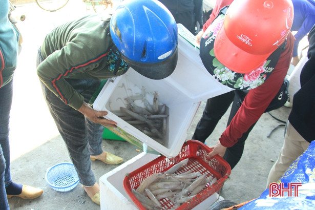 Mực được mùa được giá, ngư dân cửa biển Hà Tĩnh vui như hội