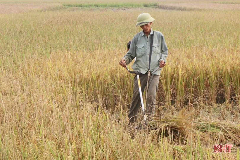 Nông dân Hà Tĩnh vào mùa gặt…