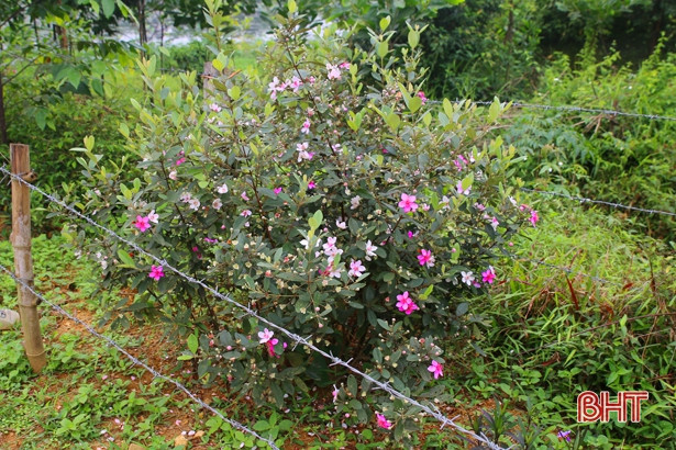 Đẹp, lạ những tuyến hàng rào hoa sim ở xã miền núi Hà Tĩnh