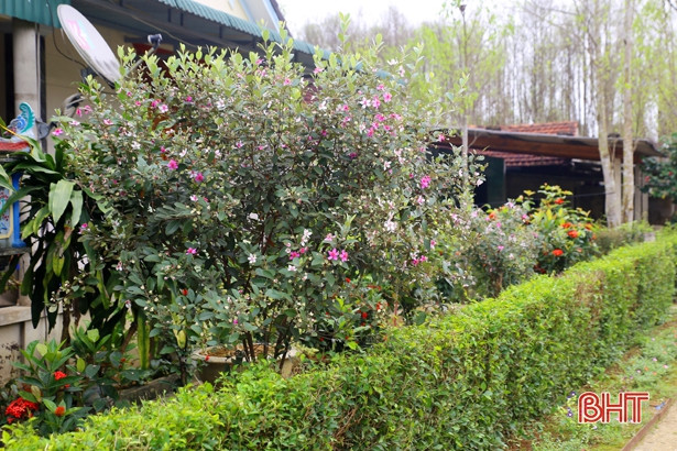 Đẹp, lạ những tuyến hàng rào hoa sim ở xã miền núi Hà Tĩnh