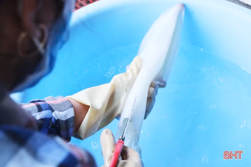 Đặc sản mực một nắng Hà Tĩnh làm “xiêu” lòng khách