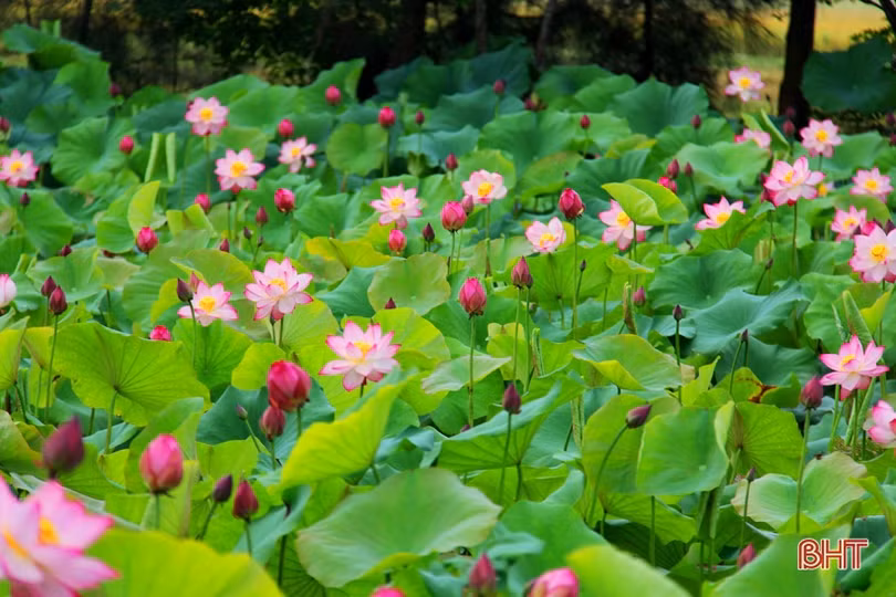 Hà Tĩnh rực rỡ mùa sen mừng sinh nhật Bác