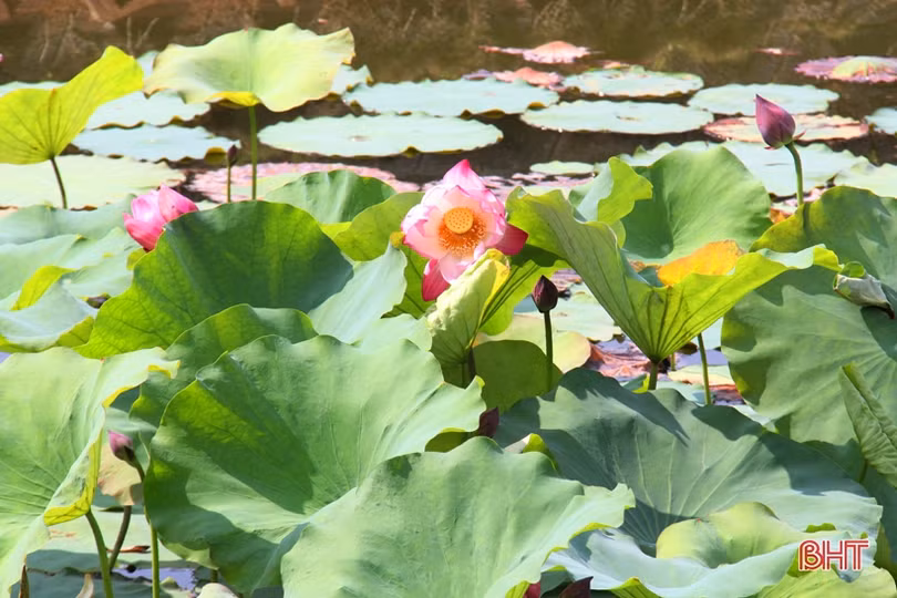 Hà Tĩnh rực rỡ mùa sen mừng sinh nhật Bác