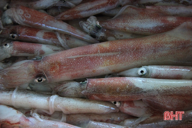 Mực được mùa được giá, ngư dân cửa biển Hà Tĩnh vui như hội