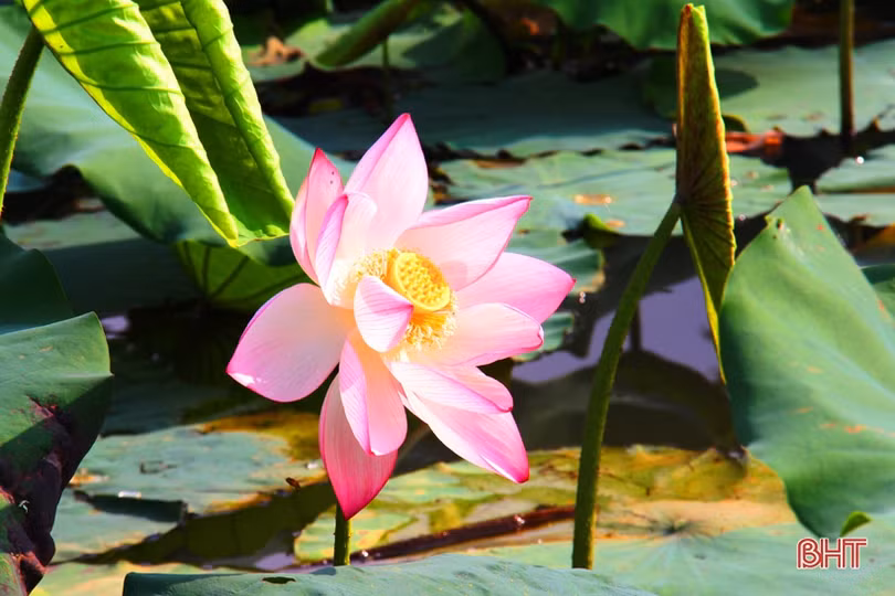 Hà Tĩnh rực rỡ mùa sen mừng sinh nhật Bác