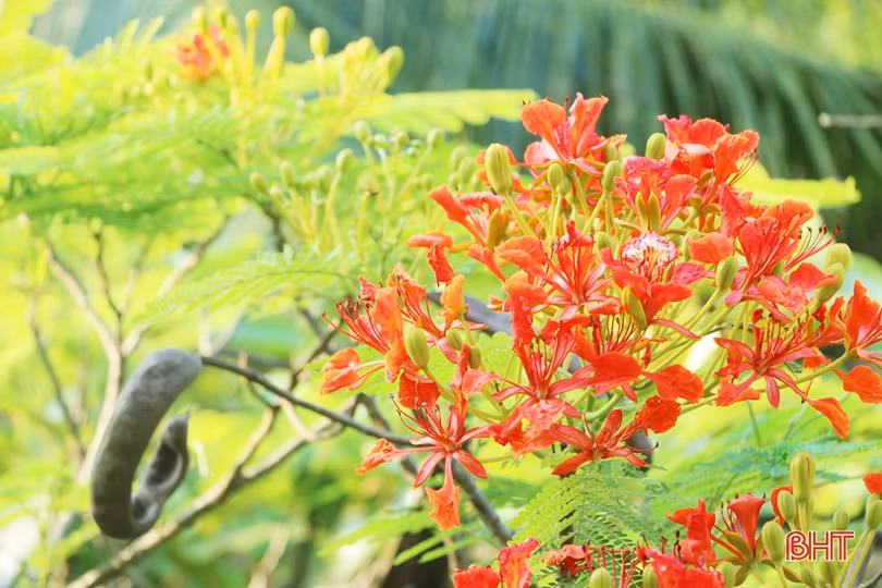 Tuổi học trò xao xuyến mùa phượng đỏ