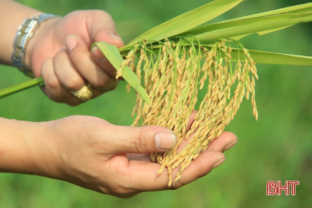 Giống lúa ADI 168 đạt năng suất 67 tạ/ha trên đất Nghi Xuân