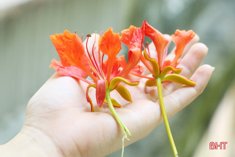 Tuổi học trò xao xuyến mùa phượng đỏ