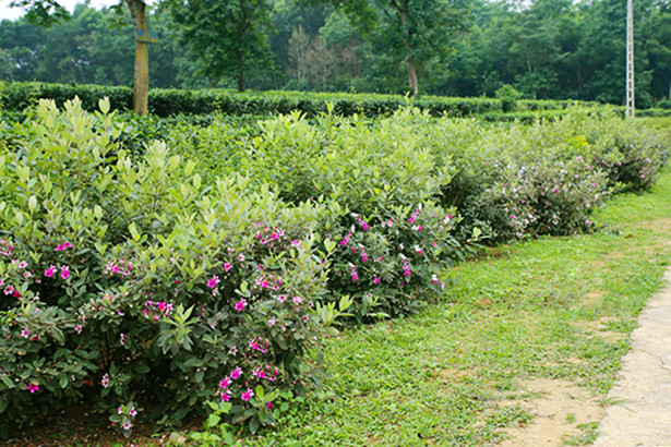 Đẹp, lạ những tuyến hàng rào hoa sim ở xã miền núi Hà Tĩnh