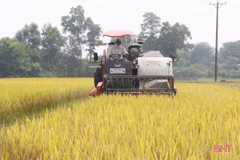 Thu hoạch nhanh gọn lúa xuân, né tránh thời tiết bất lợi ở Hà Tĩnh