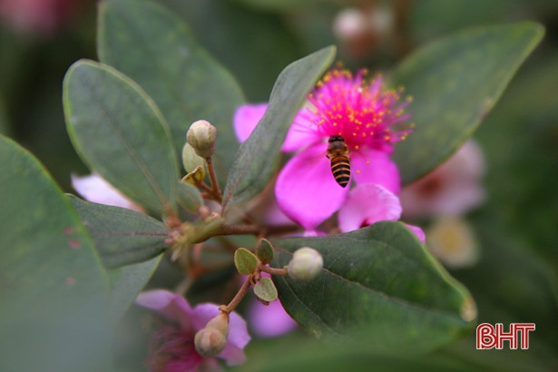 Đẹp, lạ những tuyến hàng rào hoa sim ở xã miền núi Hà Tĩnh