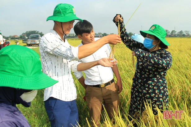 Giống lúa ADI 168 đạt năng suất 67 tạ/ha trên đất Nghi Xuân