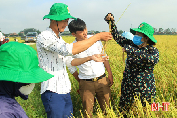 Giống lúa ADI 168 đạt năng suất 67 tạ/ha trên đất Nghi Xuân