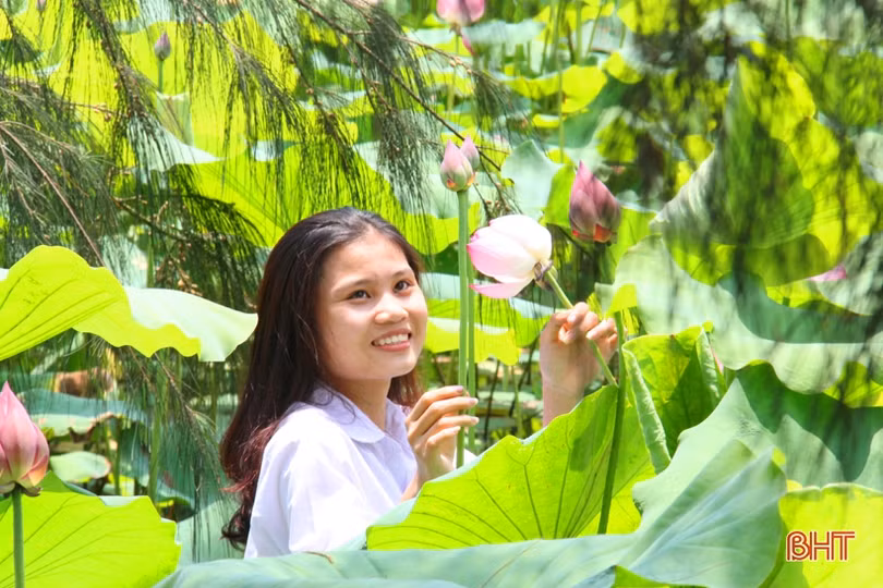 Hà Tĩnh rực rỡ mùa sen mừng sinh nhật Bác