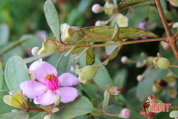 Đẹp, lạ những tuyến hàng rào hoa sim ở xã miền núi Hà Tĩnh