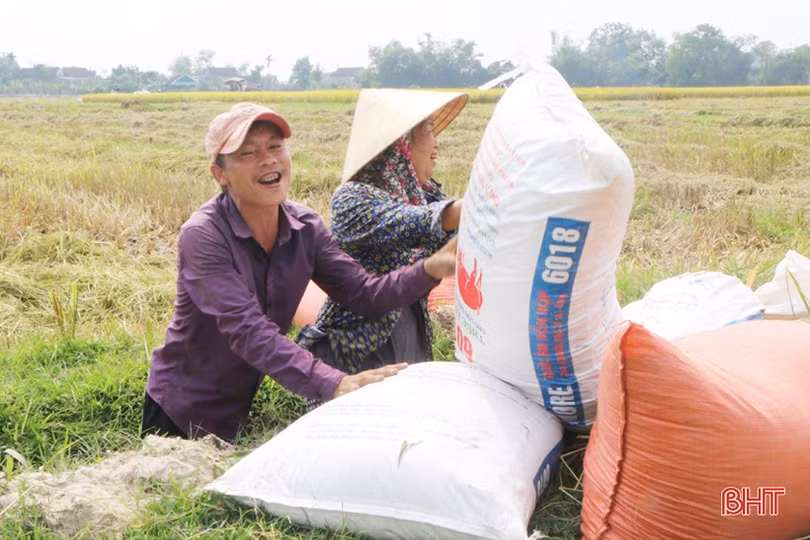 Nông dân Hà Tĩnh vào mùa gặt…